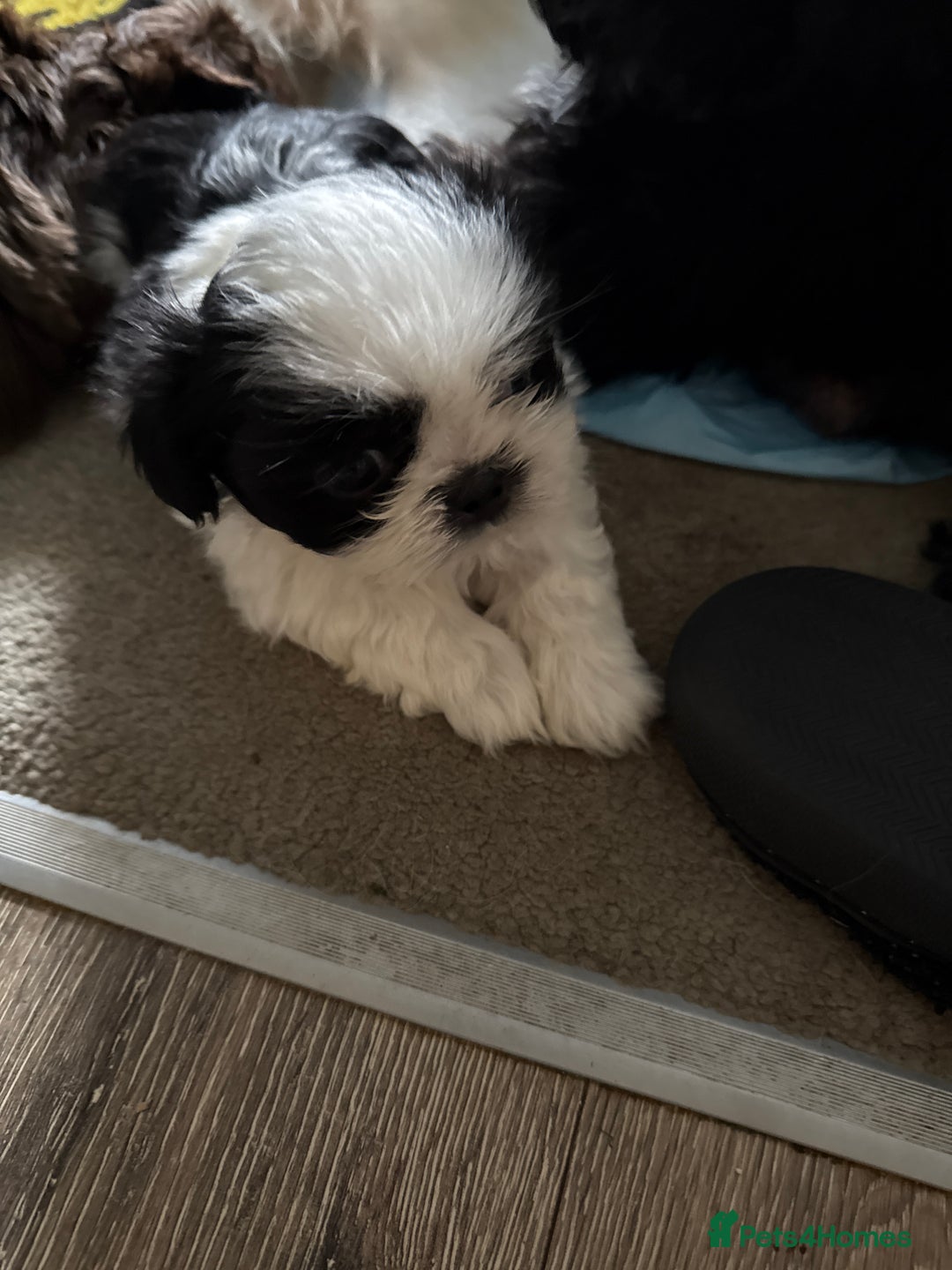 Shih Tzu dogs for sale: Imperial Shih Tzu puppies  - Image 5