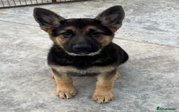 German Shepherd dogs for sale: German shepherd pups KC registered  - Image 16