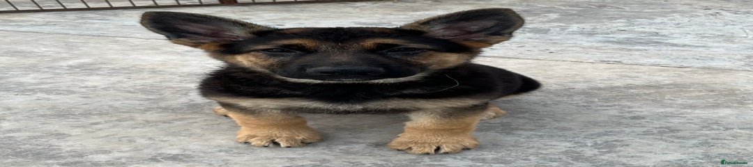 German Shepherd Puppy 7