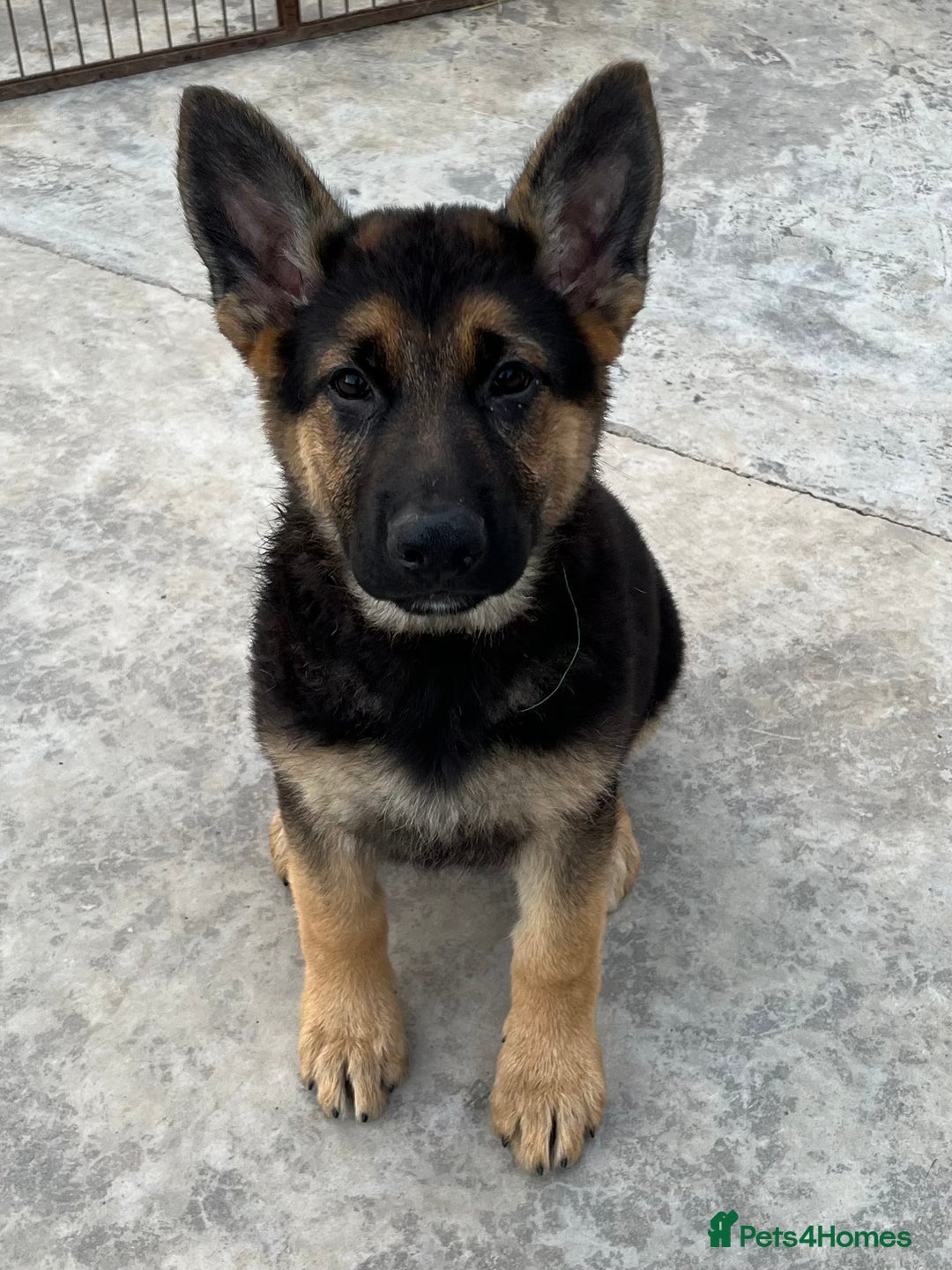 German Shepherd dogs for sale: German shepherd pups KC registered  - Image 16