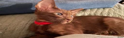 Oriental cats for sale: Lovely Havana brother and sister   - Advert 6