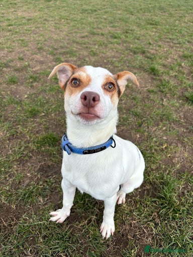 Jack Russell dogs Milo Jackson Russel  - Advert 1