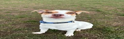 Jack Russell dogs for sale: Milo Jackson Russel  - Advert 3