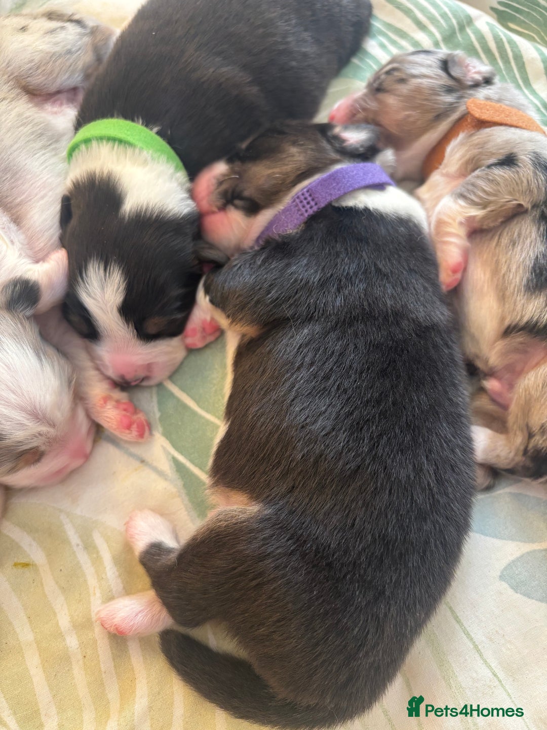 Australian Shepherd dogs for sale: KC registered Australian shepherd puppies  - Image 5