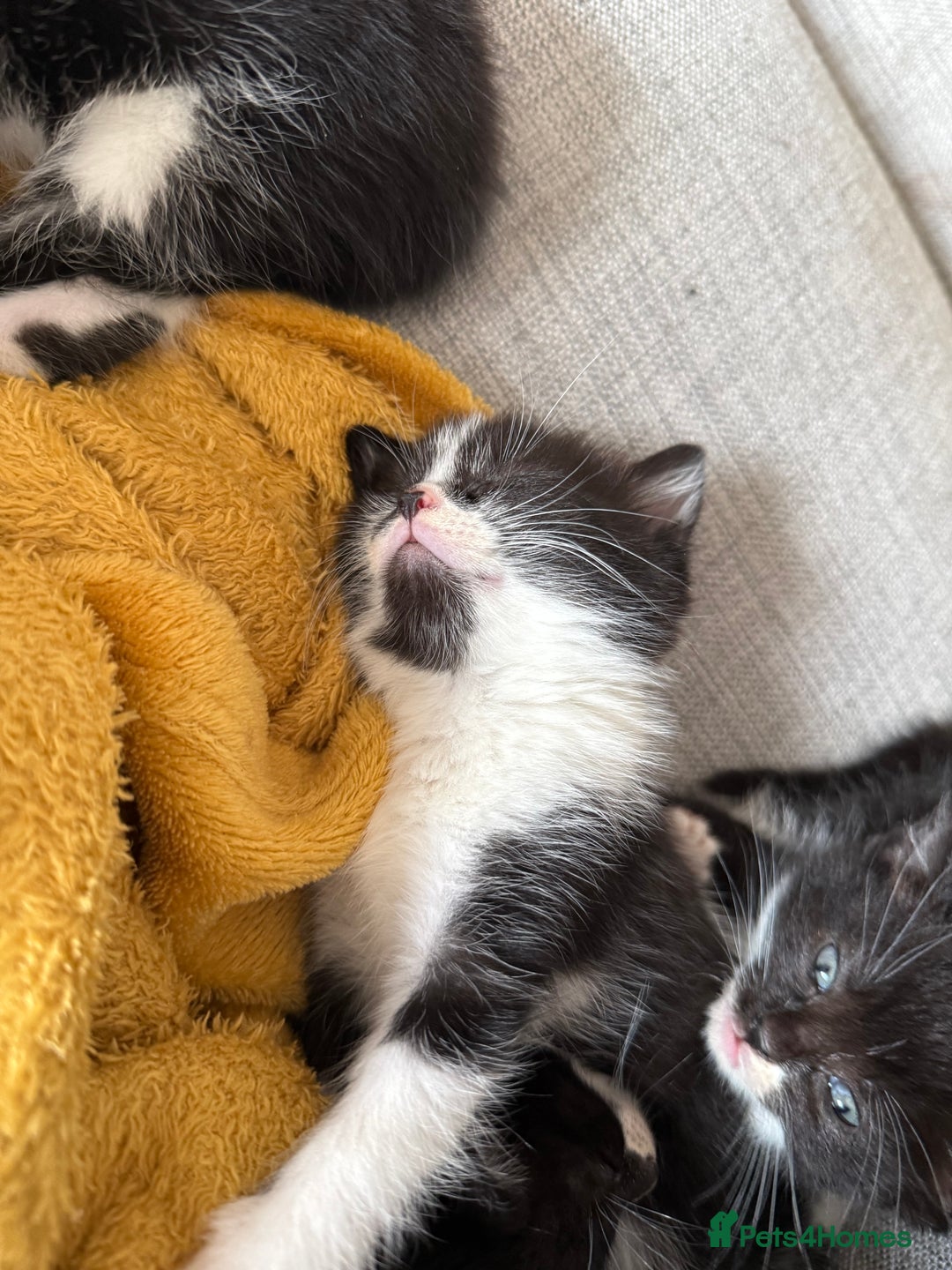 British Shorthair cats for sale: 5 gorgeous kittens - Image 12