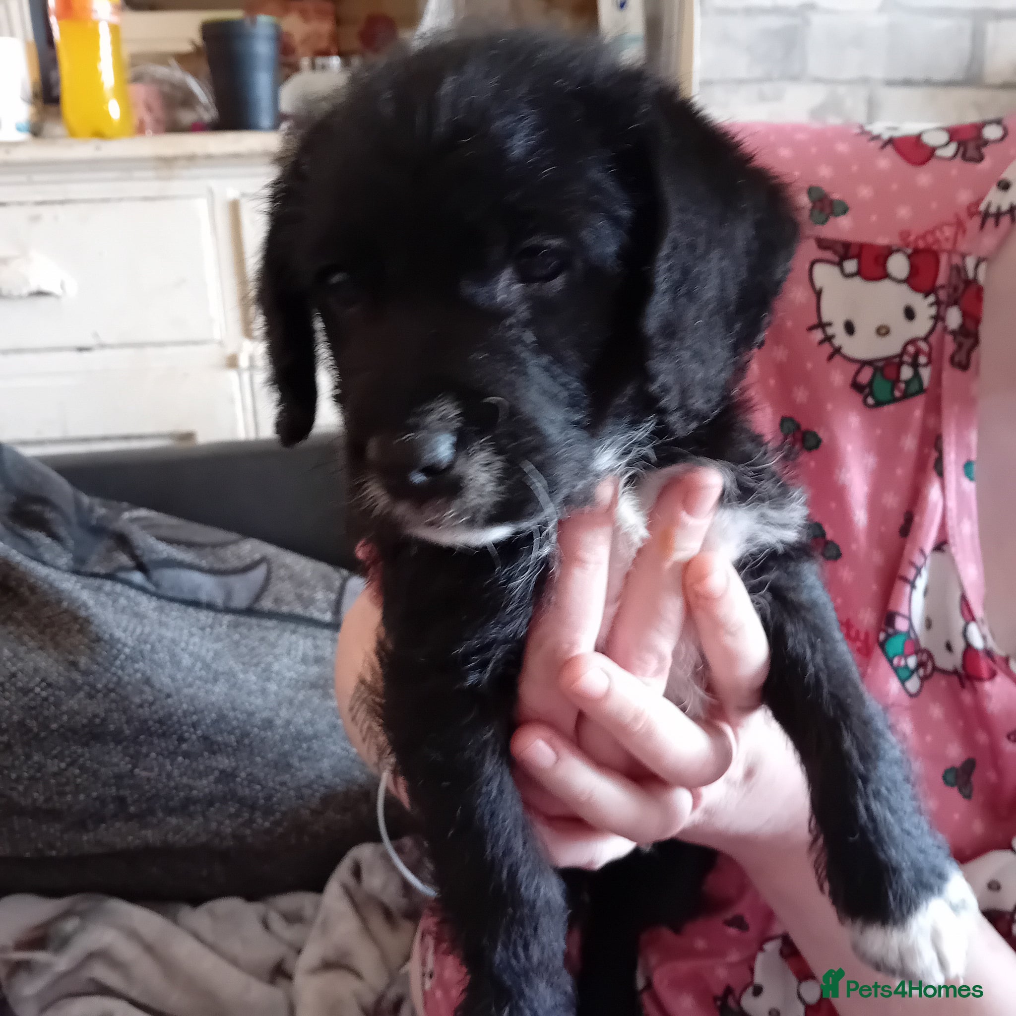 Mixed Breed dogs Jackadoodle - Advert 2