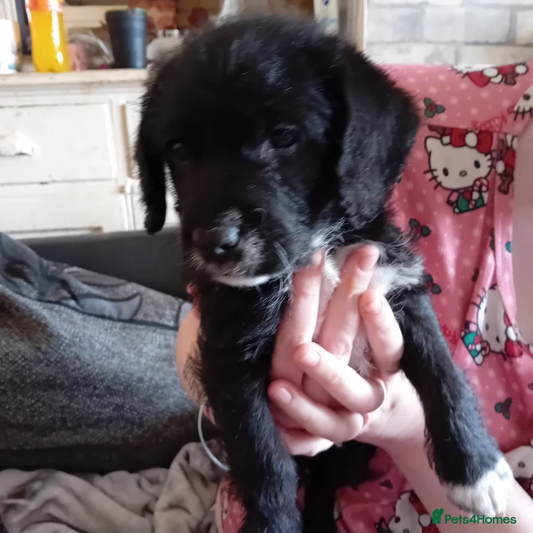 Mixed Breed dogs for sale: Jackadoodle - Advert 1