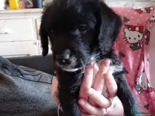 Mixed Breed dogs Jackadoodle - Advert 3