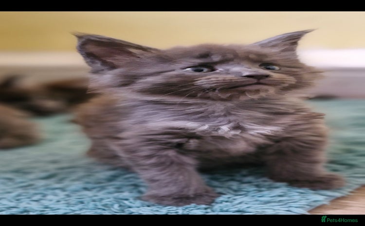 Maine Coon cats - Advert 9