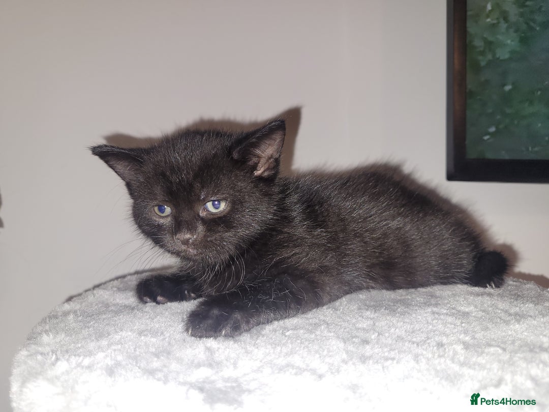 Mixed Breed cats for sale: Mixed British blue kittens  - Image 13
