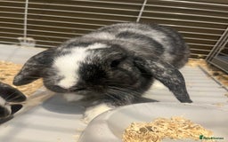 Mini Lop rabbits for sale: Two girl mini lops  - Image 2