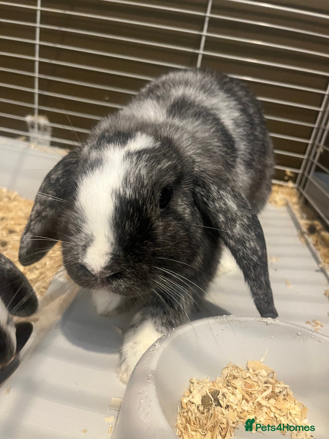 Mini Lop rabbits for sale: Two girl mini lops  - Image 2