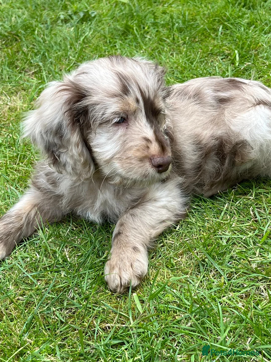 Miniature Poodle dogs for stud: Silver blue merle miniature poodle  in Canterbury - Advert 6