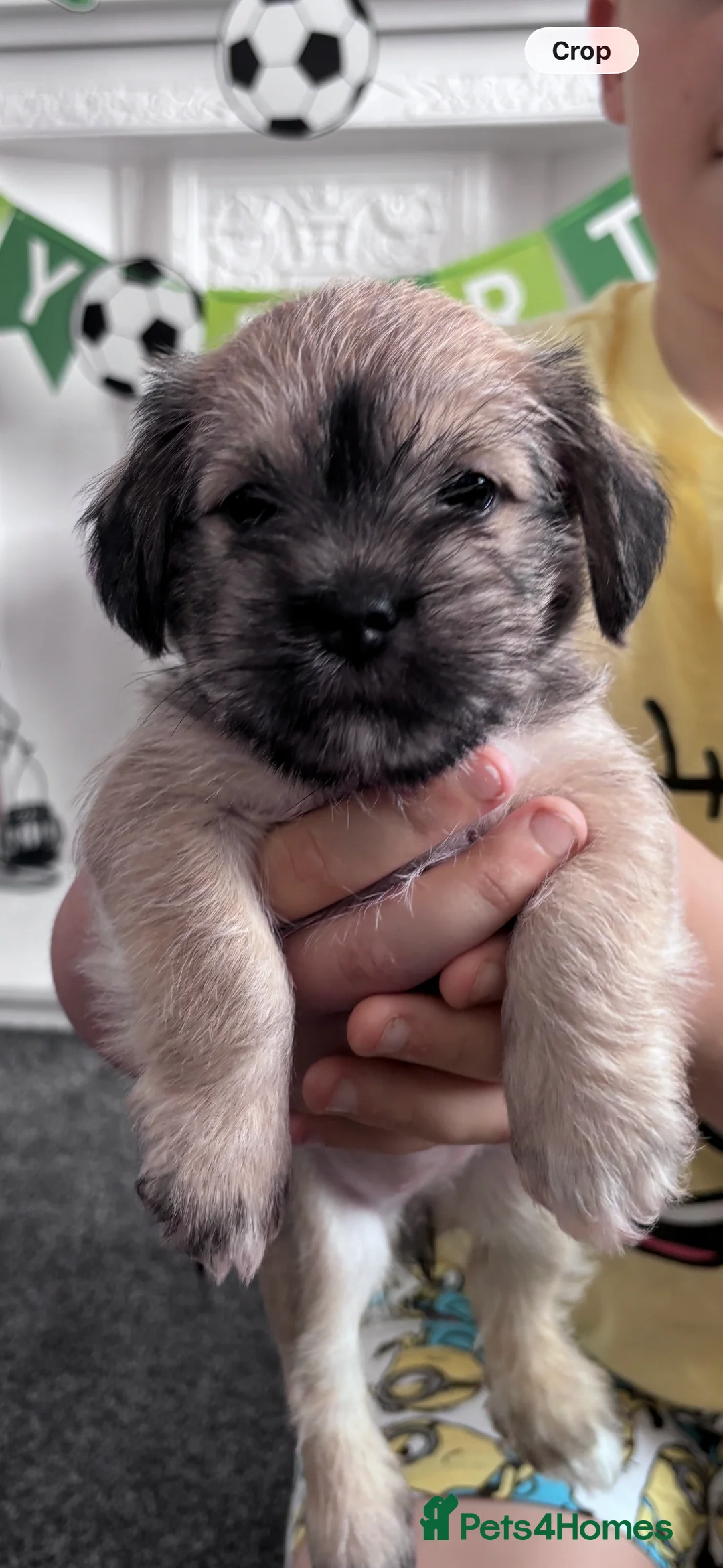 Mixed Breed dogs for sale: Female Schapso Puppy - Advert 2