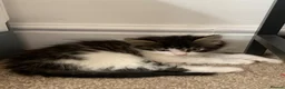 Mixed Breed cats for sale: Kittens  - Advert 3