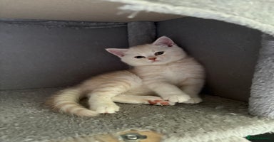 Scottish Fold cats - Advert 4
