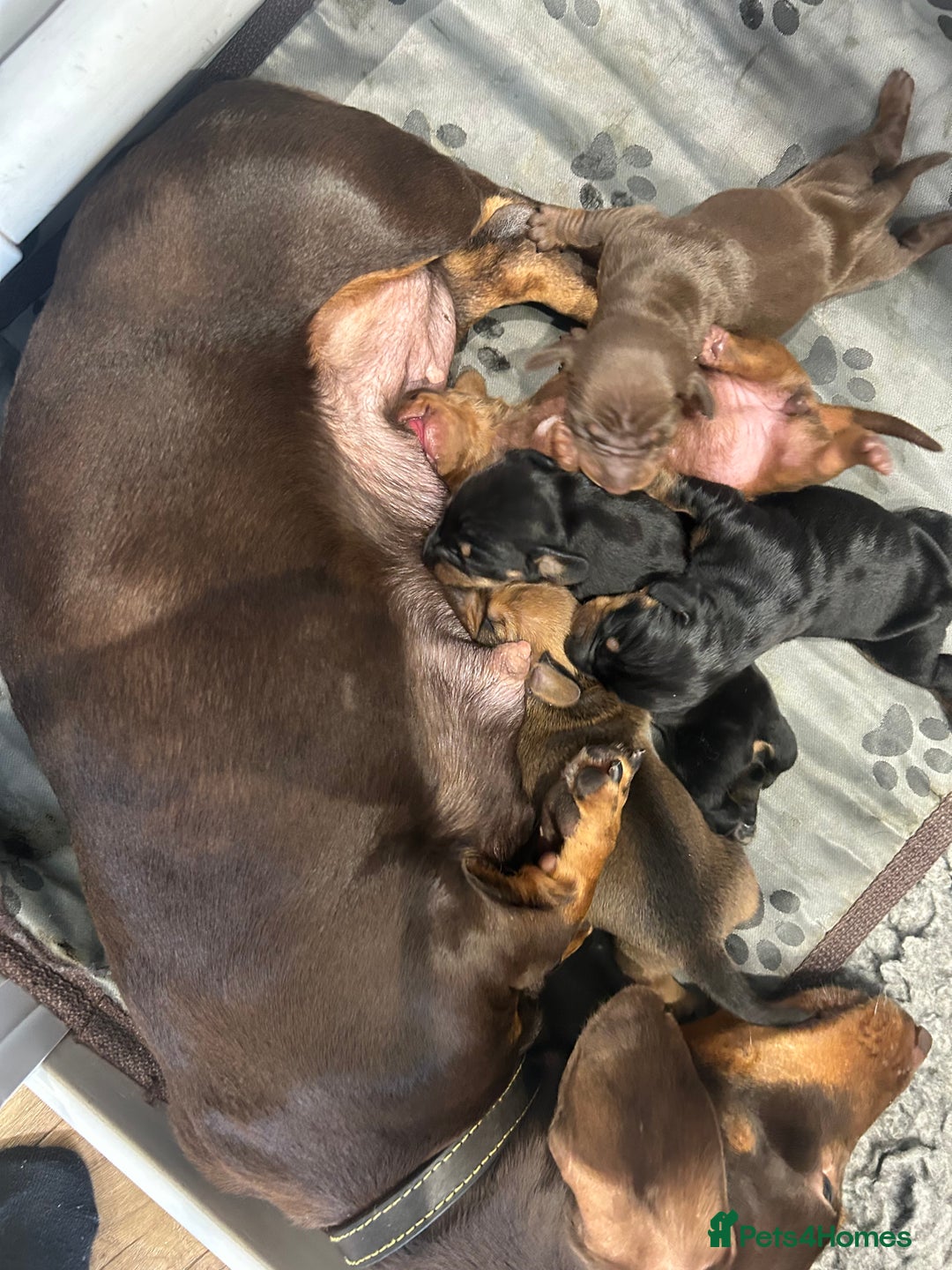 Miniature Dachshund dogs for sale: 1 left KC, PRA Clear, miniature dachshund pups  - Image 7