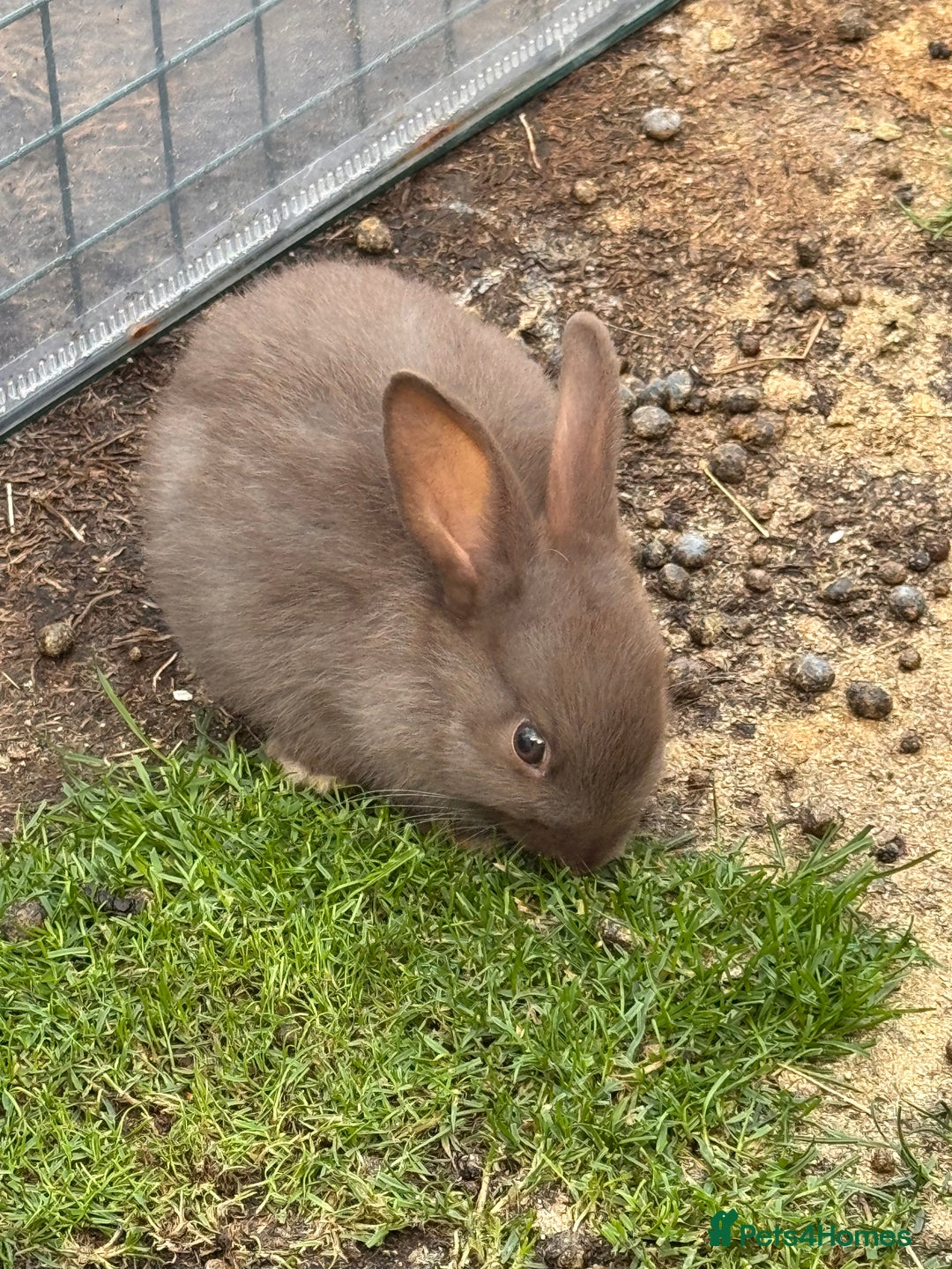 Mixed Breed rabbits for sale: mixed breed baby bunnies  - Image 5