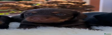 Dachshund 3