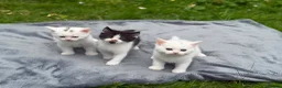 Persian cats for sale: Persian Cross Kittens – 2 Males & 1 Female - Advert 15