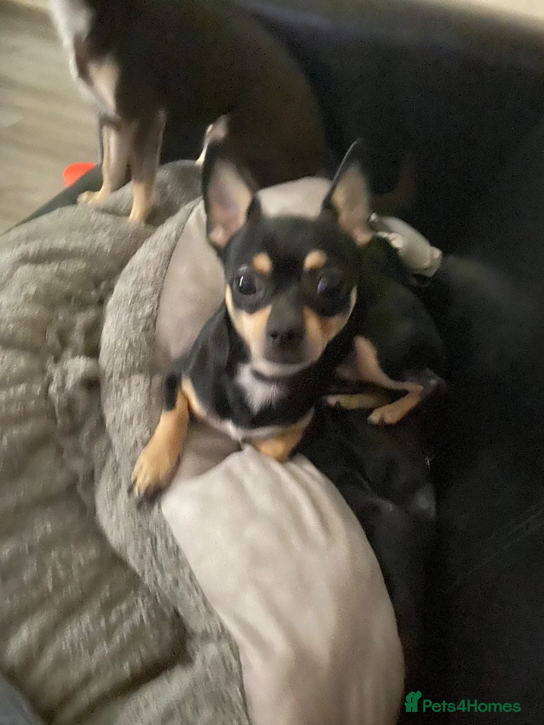 Chihuahua dogs for sale: 3musketeers full pedigree baby’s unusual markings  in Manchester - Advert 13