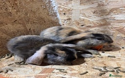 Mini Lop rabbits for sale: Rabbits for sale  - Image 2