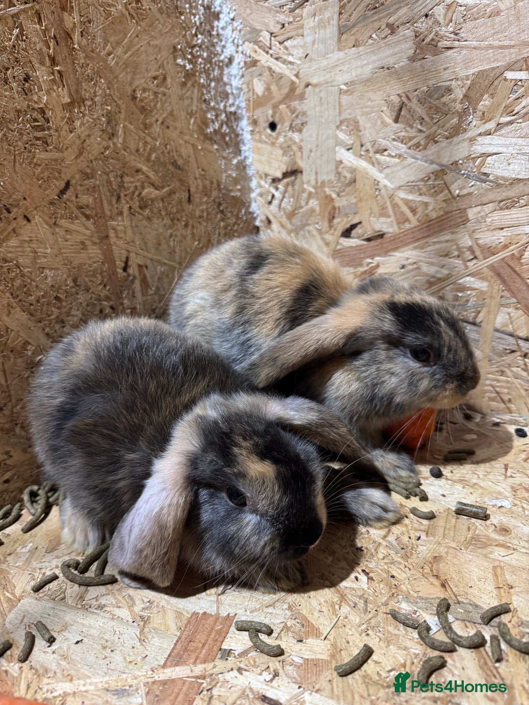 Mini Lop rabbits for sale: Rabbits for sale  - Image 2