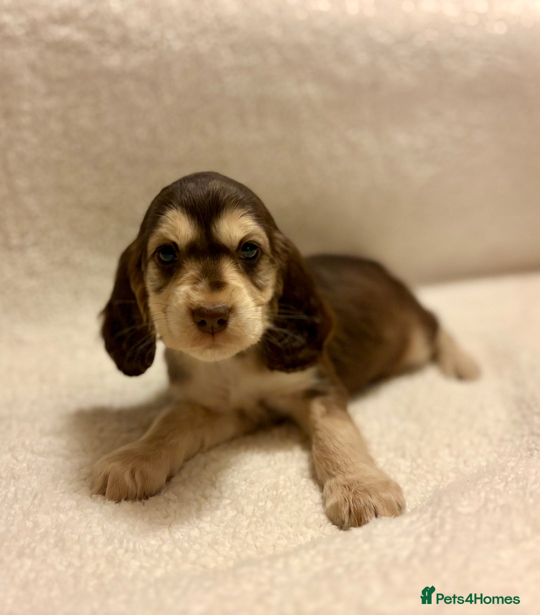 Cocker Spaniel dogs for sale: Show type spaniels - Advert 7