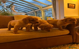 Labrador Retriever dogs for sale: Stunning KC Fox Reds  - Advert 14