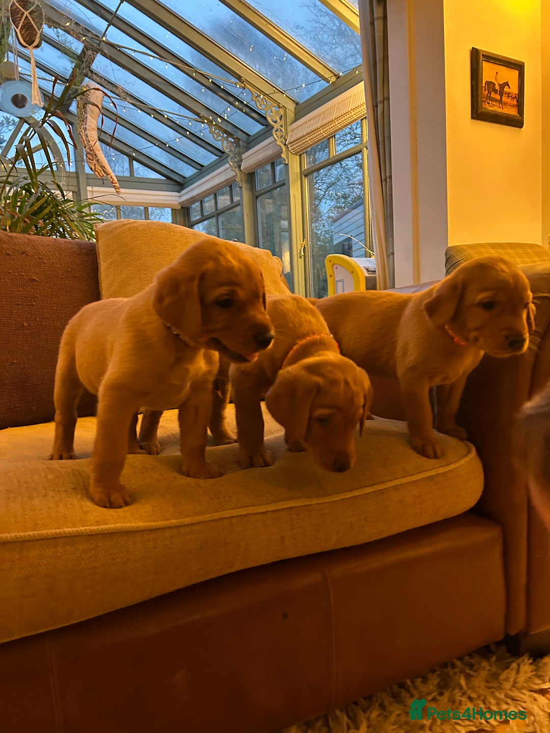 Labrador Retriever dogs for sale: Stunning KC Fox Reds  - Advert 14