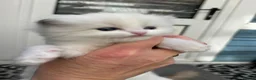 Ragdoll cats for sale: 🏆gccf ragdoll kitten-exceptional pedigree - Advert 20