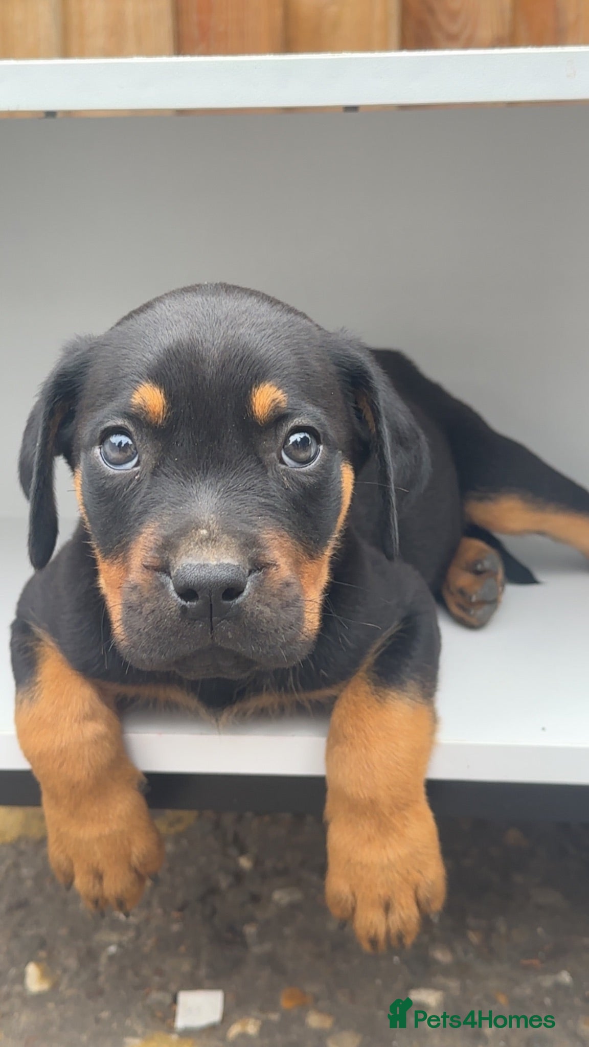 Mixed Breed dogs CANE CORSO X ROTTWEILER  - Advert 7