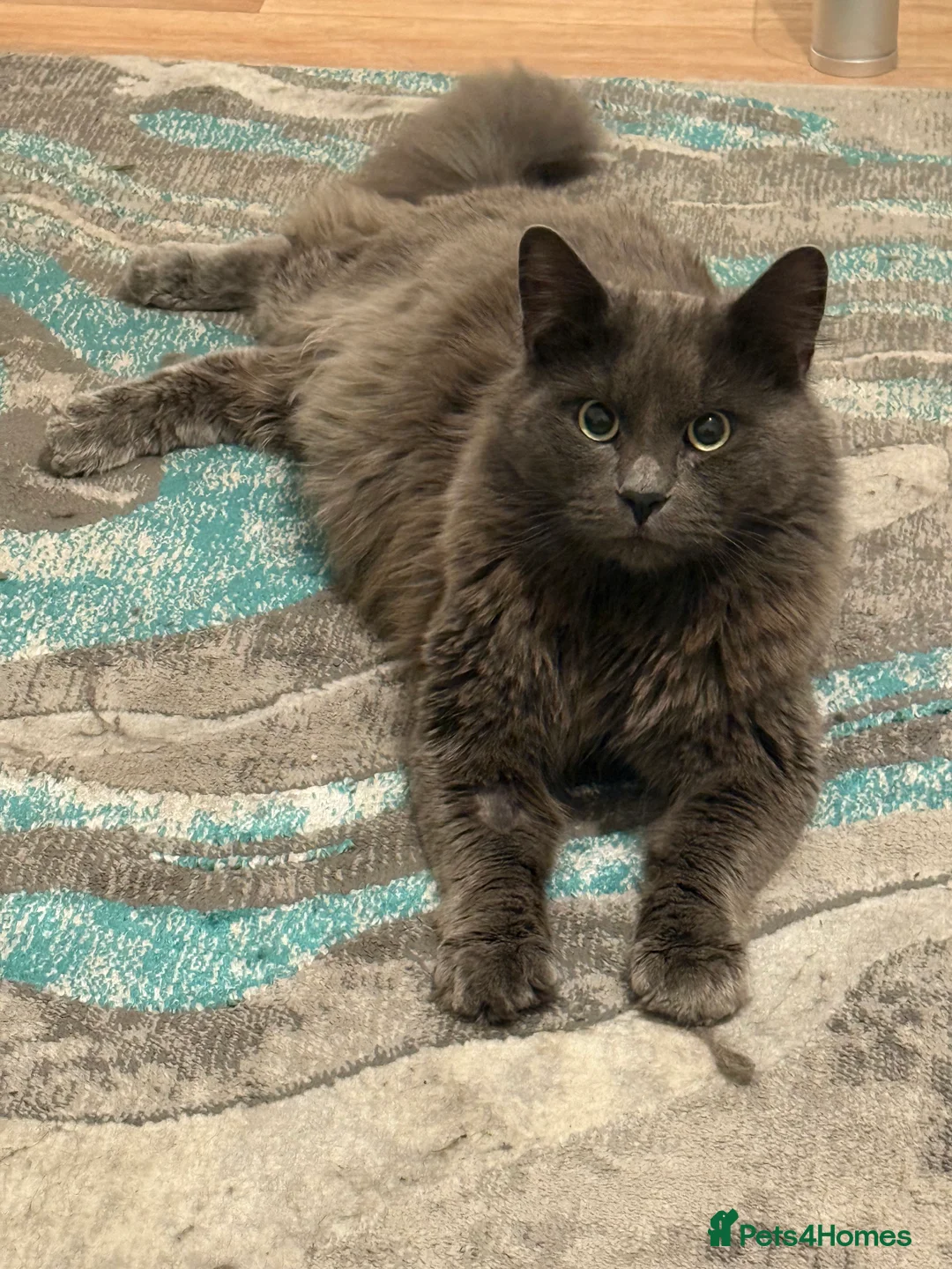 Nebelung cats for sale: Meet Prinze - Advert 6