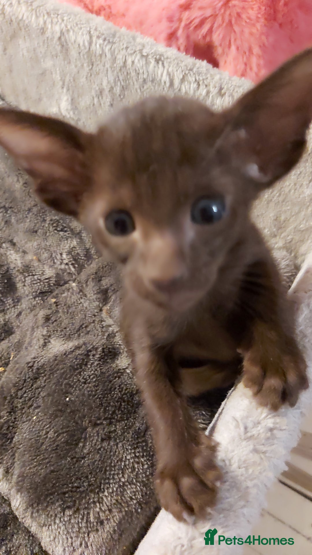 Oriental cats for sale: Full Pedigree Oriental 3 Kittens XL size ears GCCF - Image 2