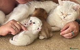 British Shorthair cats for sale: beautiful silver tipped BSH - Image 11