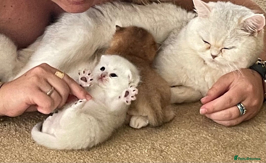 British Shorthair cats for sale: beautiful silver tipped BSH - Image 11
