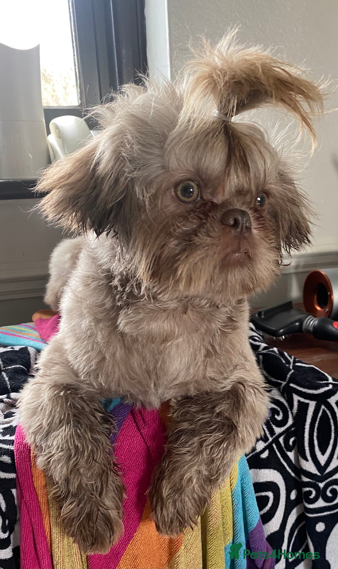 Shih Tzu dogs for stud: KC Lilac Imperial Shih Tzu for Stud in Chislehurst - Advert 7