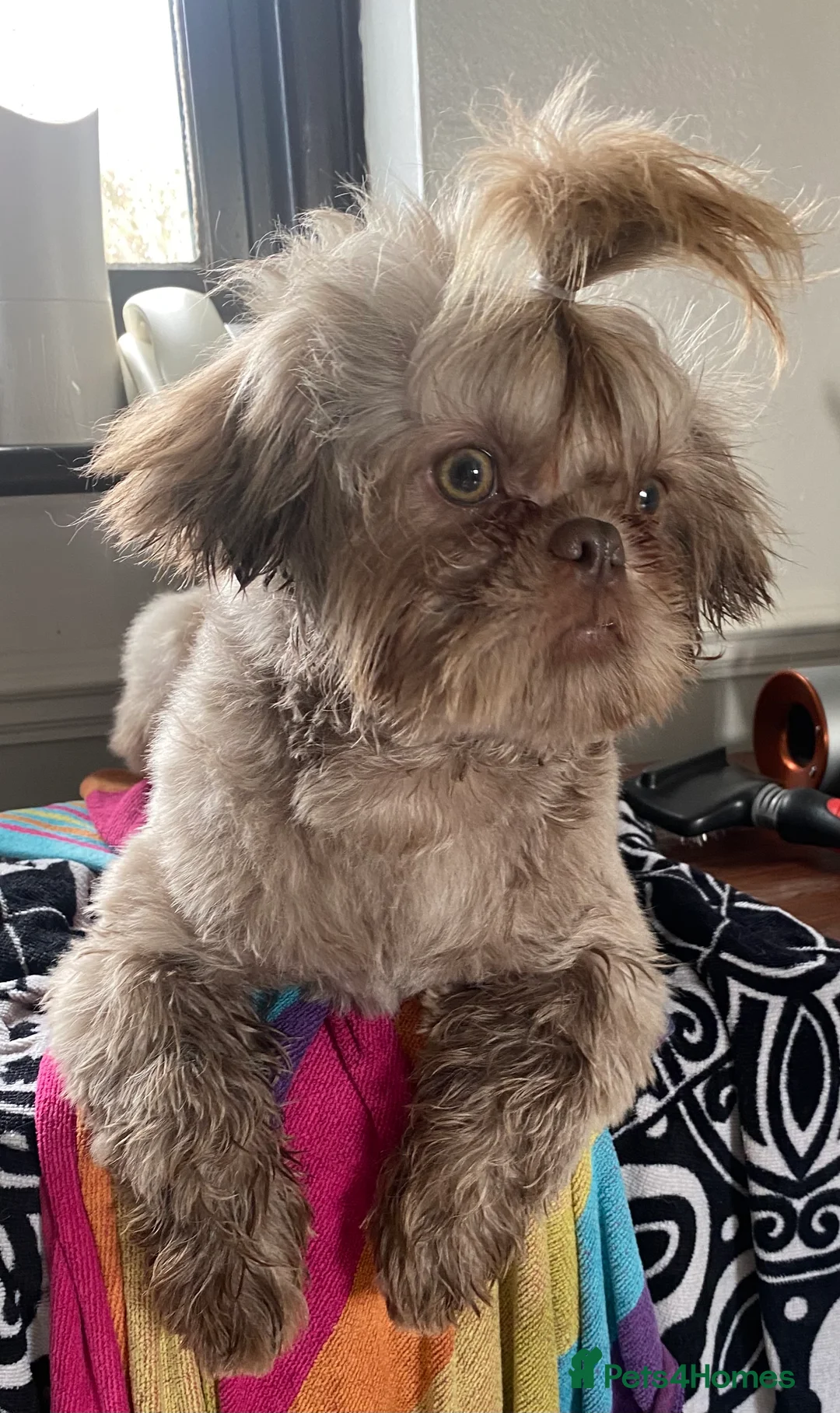 Shih Tzu dogs for stud: KC Lilac Imperial Shih Tzu for Stud in Chislehurst - Advert 7