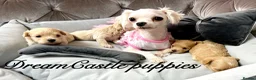 Maltipoo dogs for sale: Maltipoo Boy – Free to a Special Loving Home - Advert 25