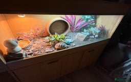 Hermann Tortoise reptiles for sale: Herman’s Tortoise - Image 2