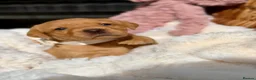 Labrador Retriever dogs for sale: Fox Red KC Registered Labrador Puppies🐾 in London - Advert 6