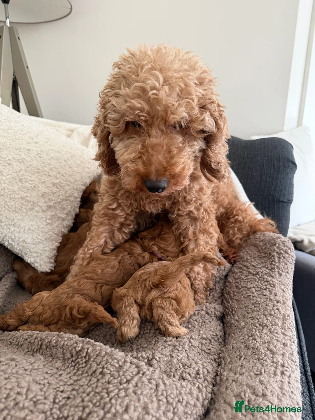 Cavapoo dogs for sale: F1 Cavapoo Puppies 🤎 3 girls, 2 boys 🤎 - Advert 21