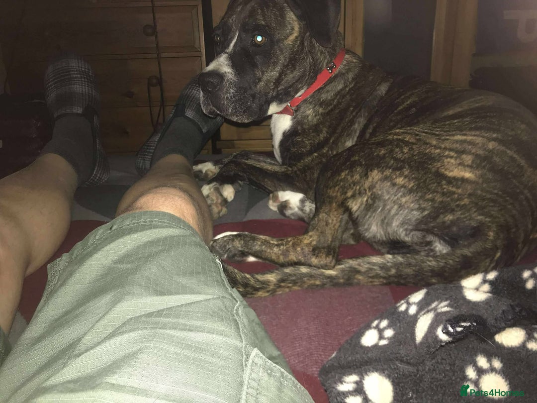 Mixed Breed dogs for adoption: Elle - 4 years old, Gorgeous Brindle Girl - Image 7