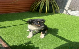 Border Collie dogs for sale: Border collie puppies - Image 4