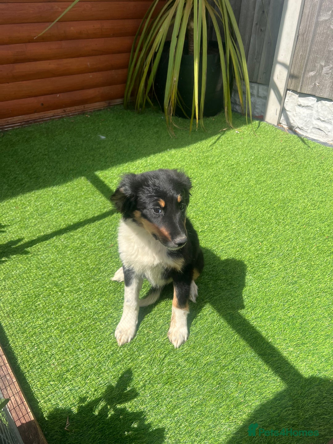 Border Collie dogs for sale: Border collie puppies - Image 4