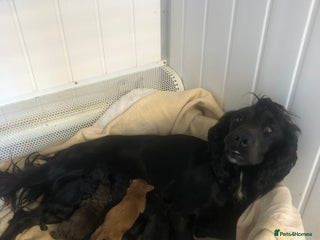 Cockapoo dogs F1 cockapoo puppies registered breeder - Advert 3