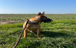 Mixed Breed dogs for sale: Belgium Malinios *DOG HANDLER ONLY* - Image 11