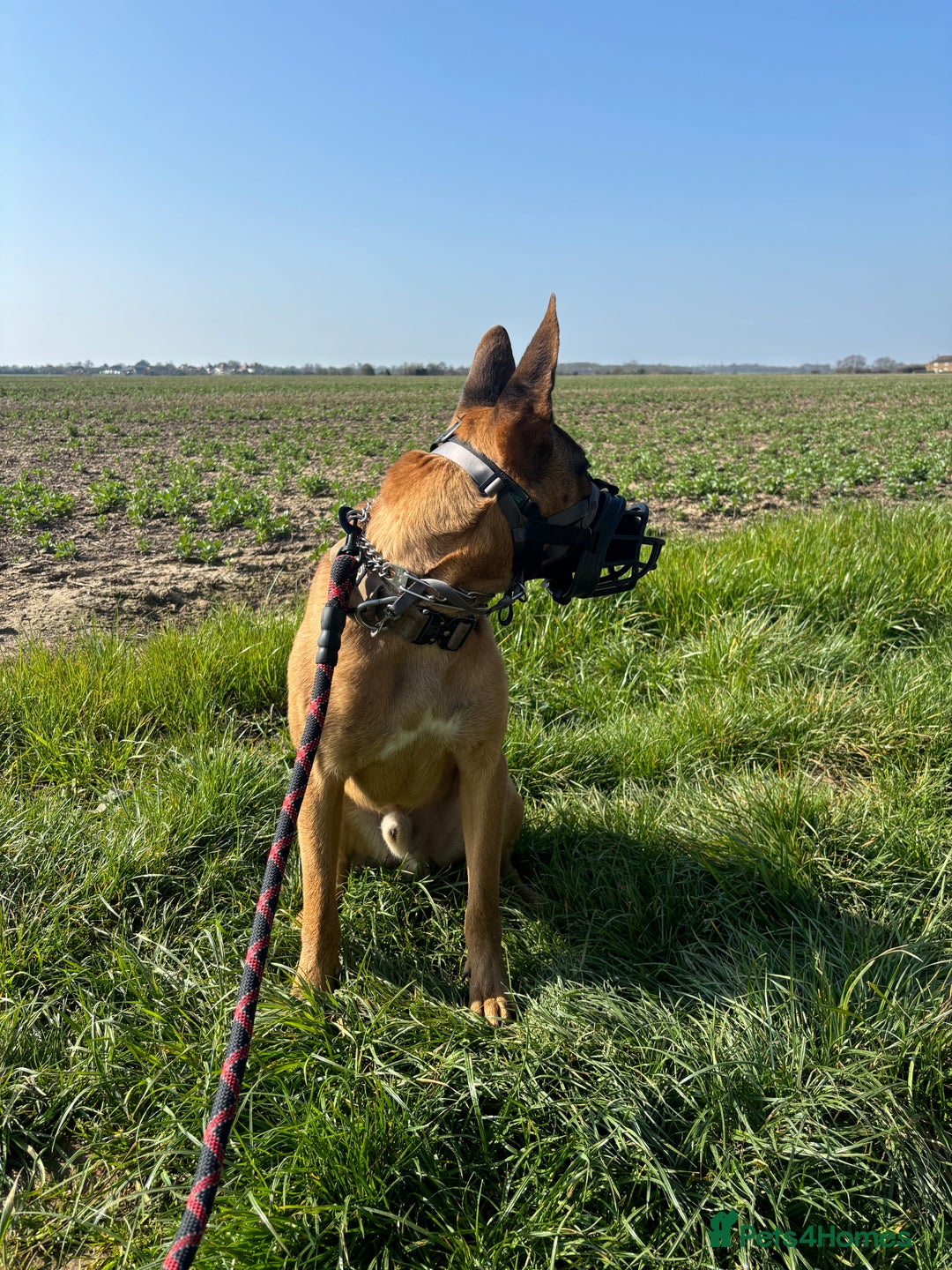 Mixed Breed dogs for sale: Belgium Malinios *DOG HANDLER ONLY* - Image 11