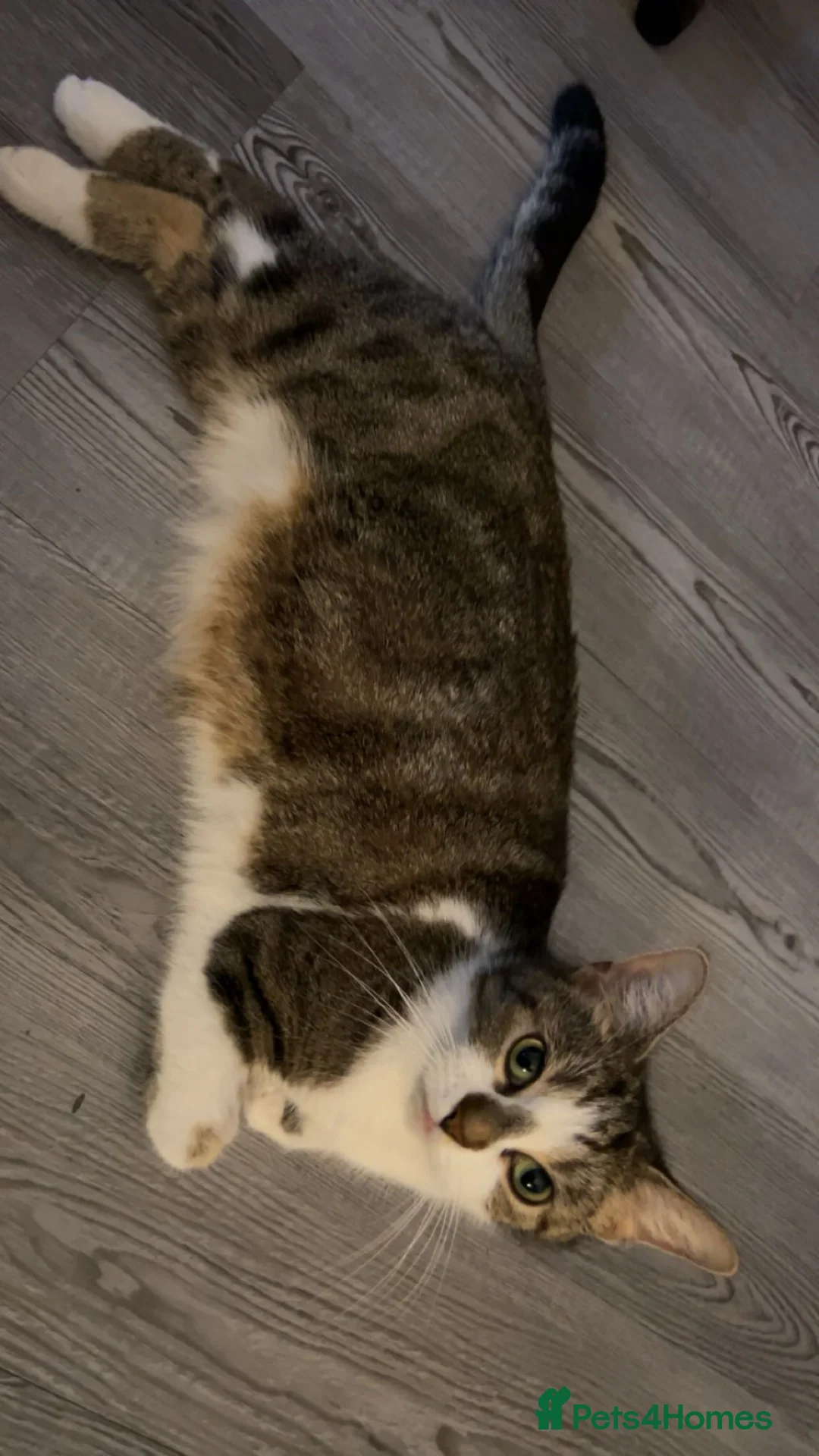 British Shorthair cats for sale: Kittens for sale!! in Stoke-on-Trent - Advert 8