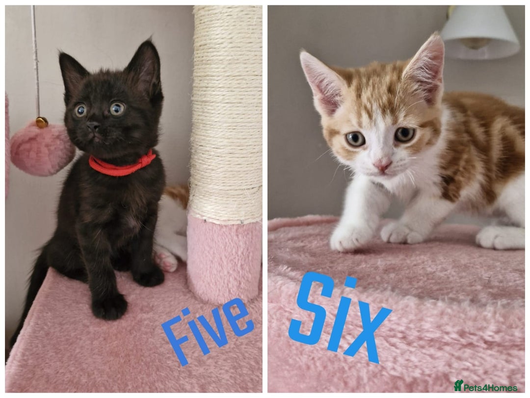 Mixed Breed cats for sale: 6 Beautiful Kittens British Shorthair Calico Cross - Image 4
